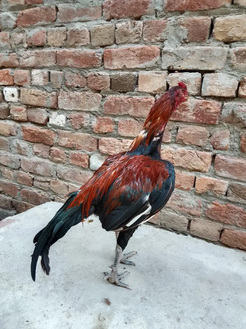 Boht acha morga ha — photo 3