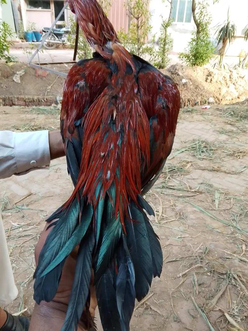 Boht acha morga ha — photo 4