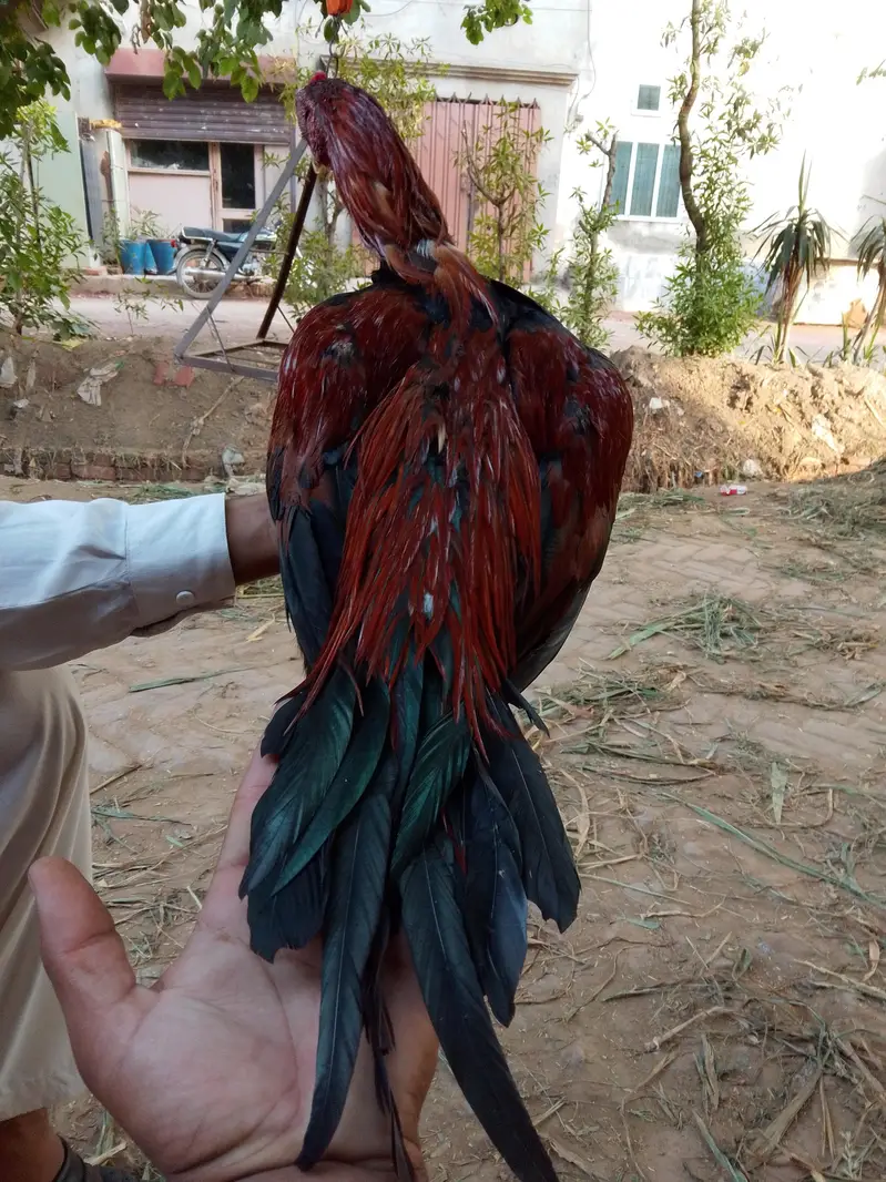 Boht acha morga ha — photo 5