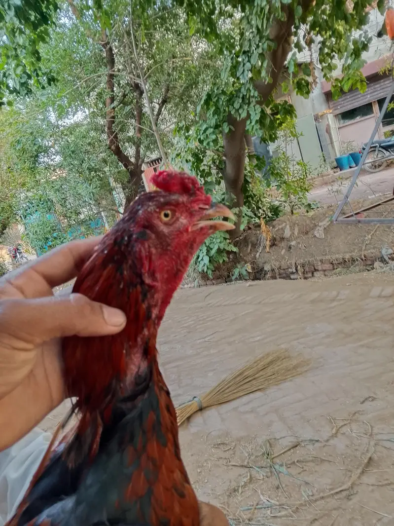 Boht acha morga ha — photo 6