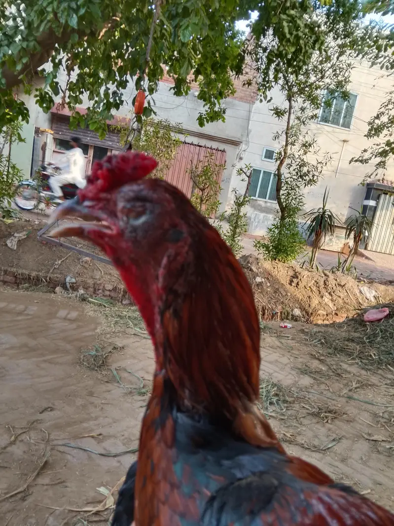Boht acha morga ha — photo 7