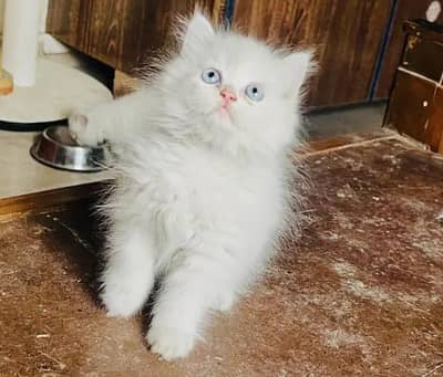Persian kitten Female Punch Face