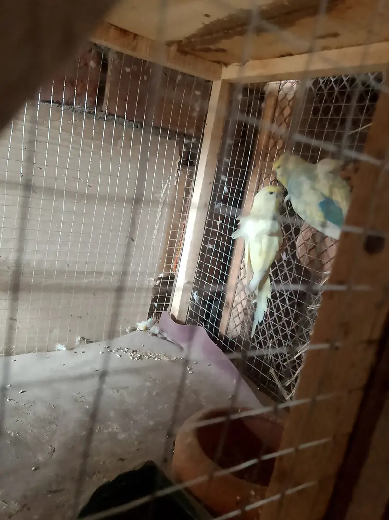 Hogo Romo One pair avilabe — photo 2