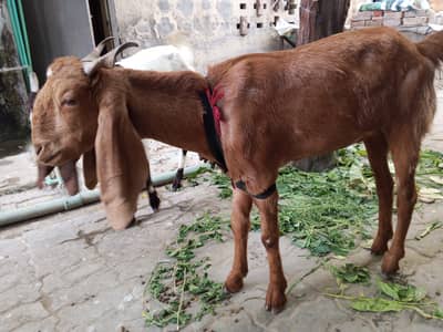 2 Bakriyan Jori 1 Gaban Shaq 1 Khali - Chauburji Lahore`