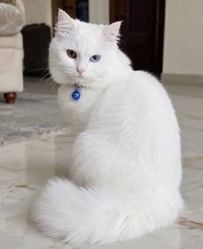 Persian Male Cat – 1 Year Old | Healthy & Friendly