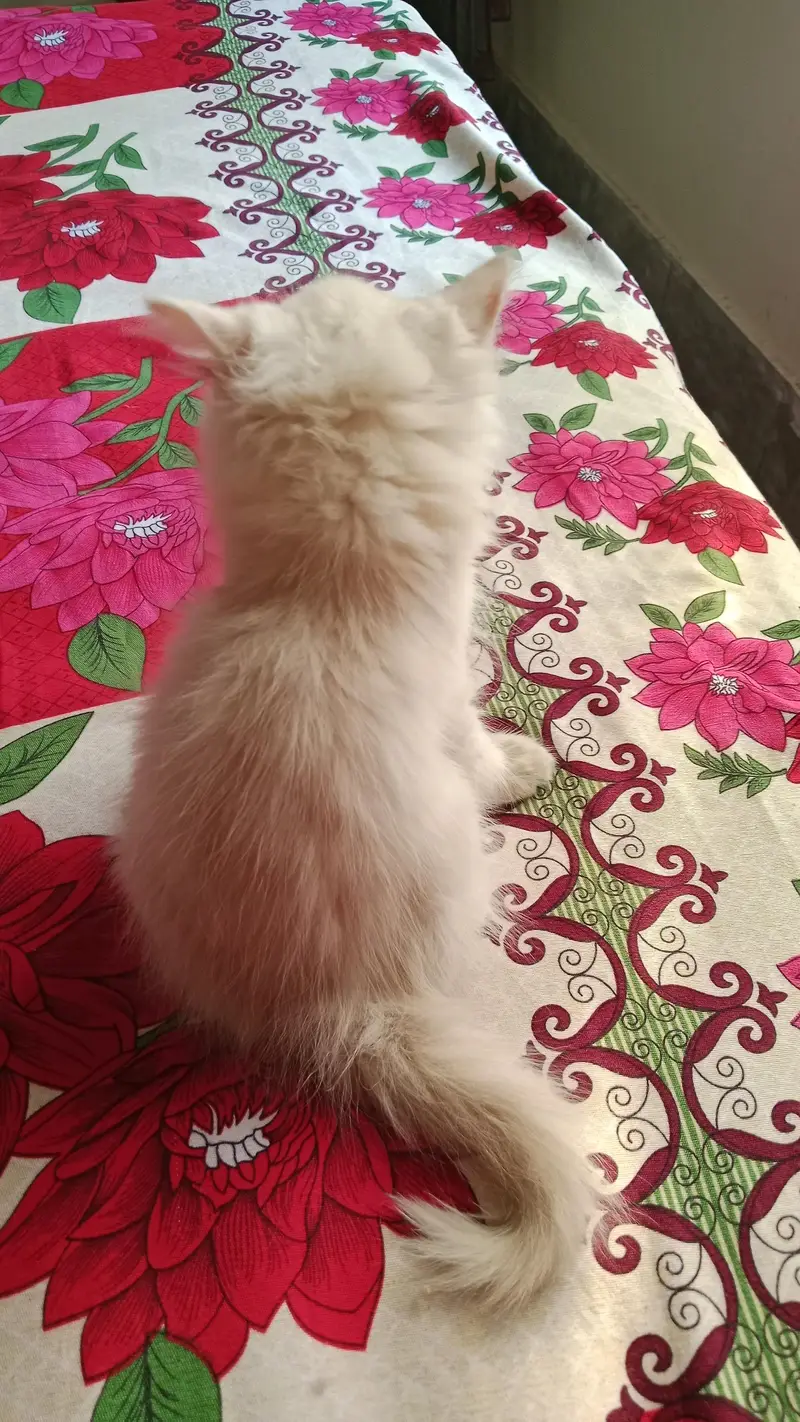 Persian Kitten for Sale With Acessories | Doll Face | Triple Coeated — photo 2