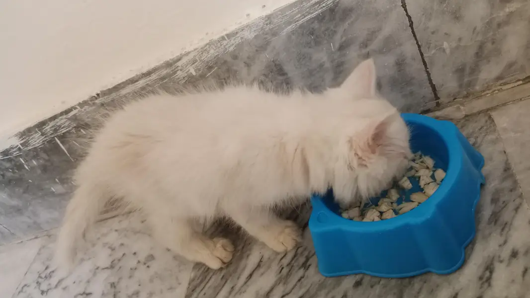 Persian Kitten for Sale With Acessories | Doll Face | Triple Coeated