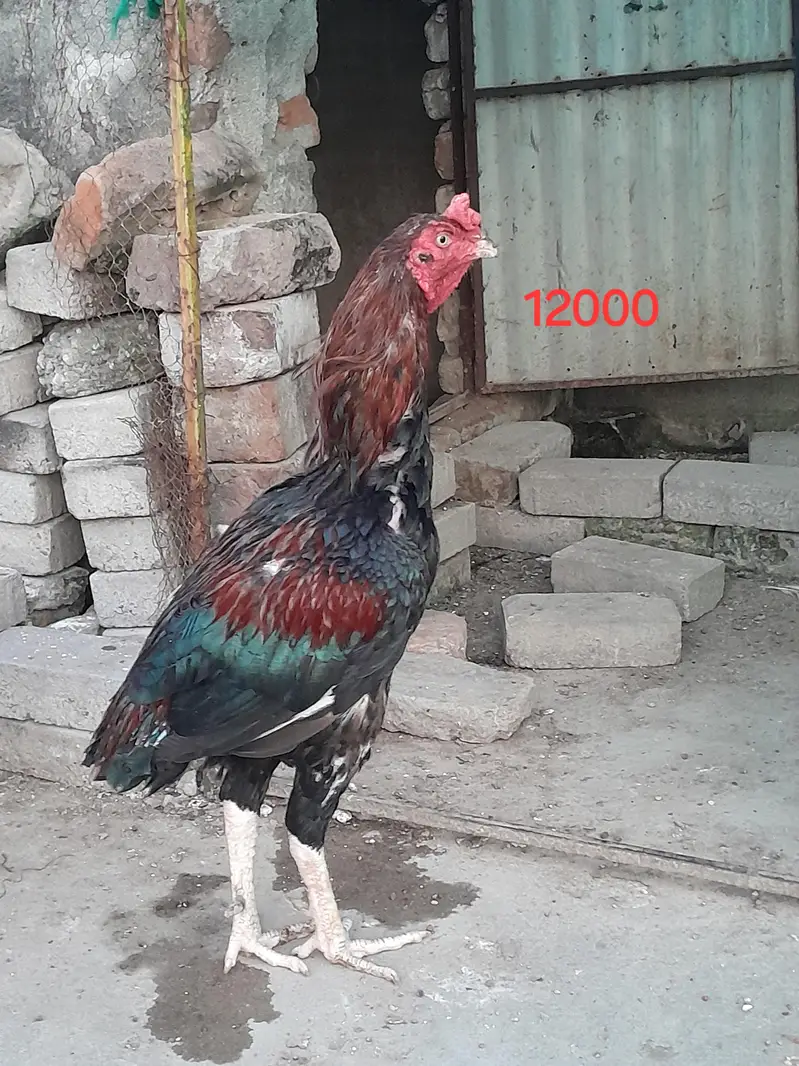 Aseel — photo 2