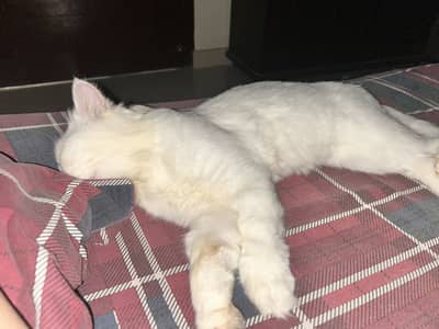 Persian cat for sale
