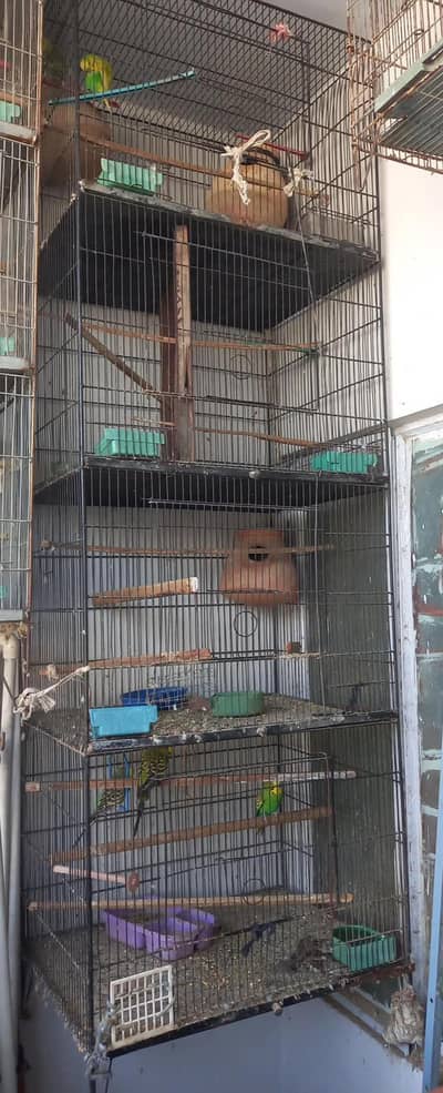 Under size  male and cage