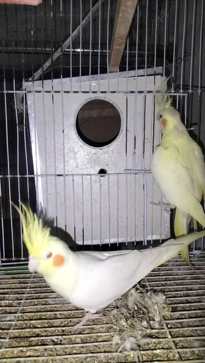cockatiel bird healthy active