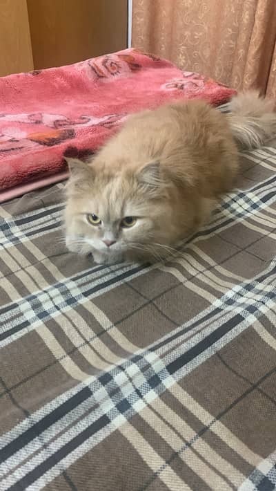 Light brown Persian Cat for sale plus Jet box,z litter and Food