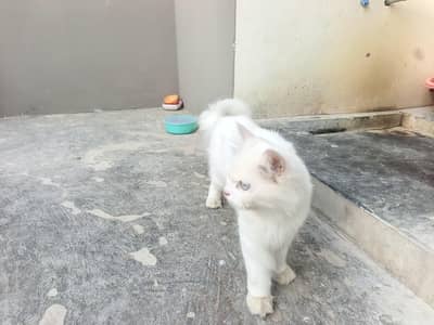 cat for sale