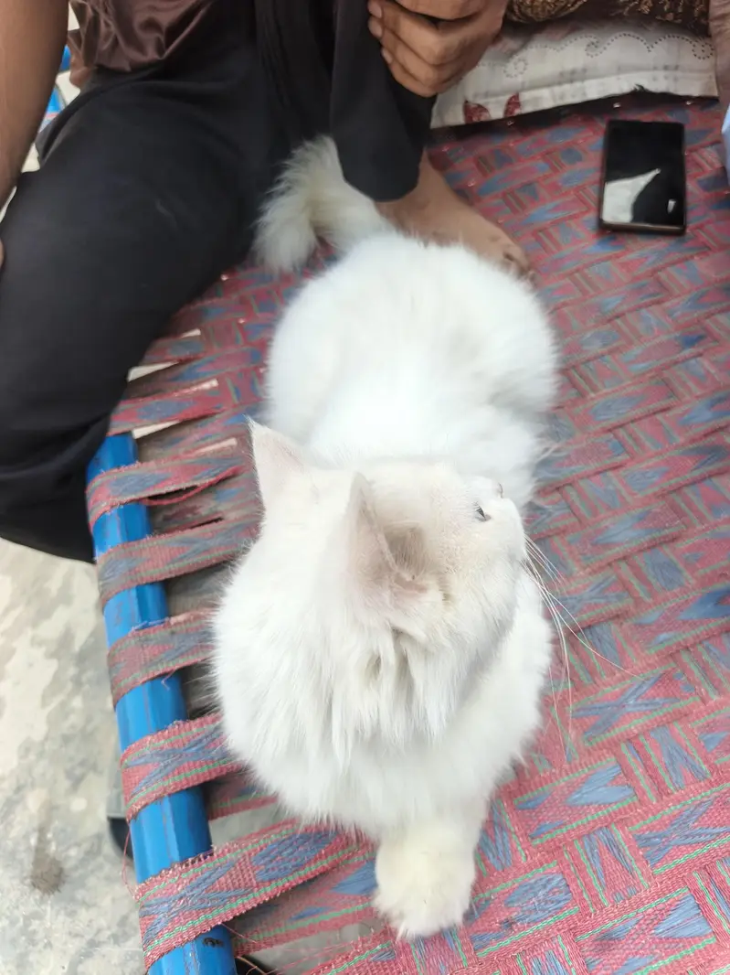 cat for sale — photo 3