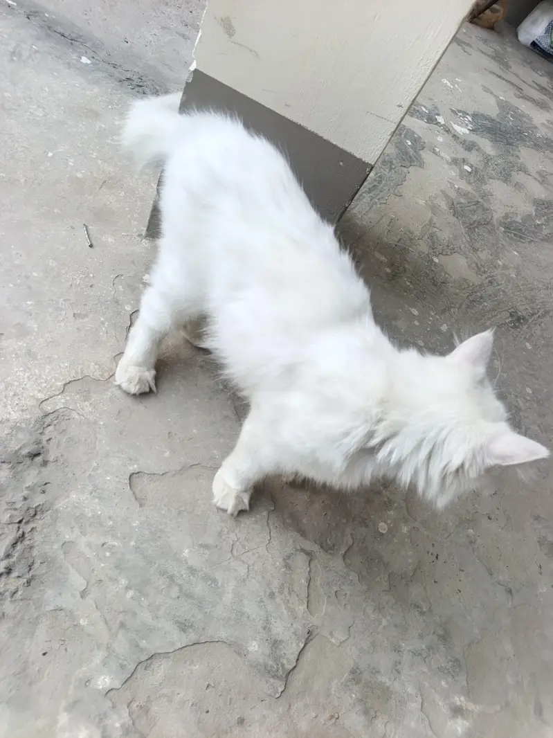 cat for sale — photo 5