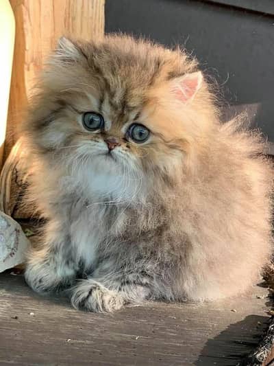 Cat | kittens | Persian | Male | Female | Pair |Wtsp me 0348 | Ö163Ö63