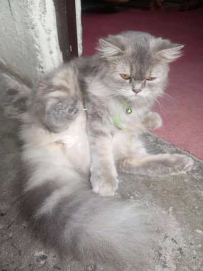 cat ha Persian or ak baby ha wo b beli ha