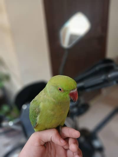 ringneck hand tame friendly talking parrot