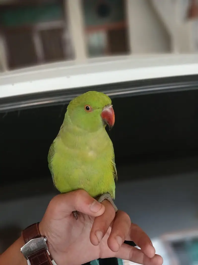 ringneck hand tame friendly talking parrot — photo 2