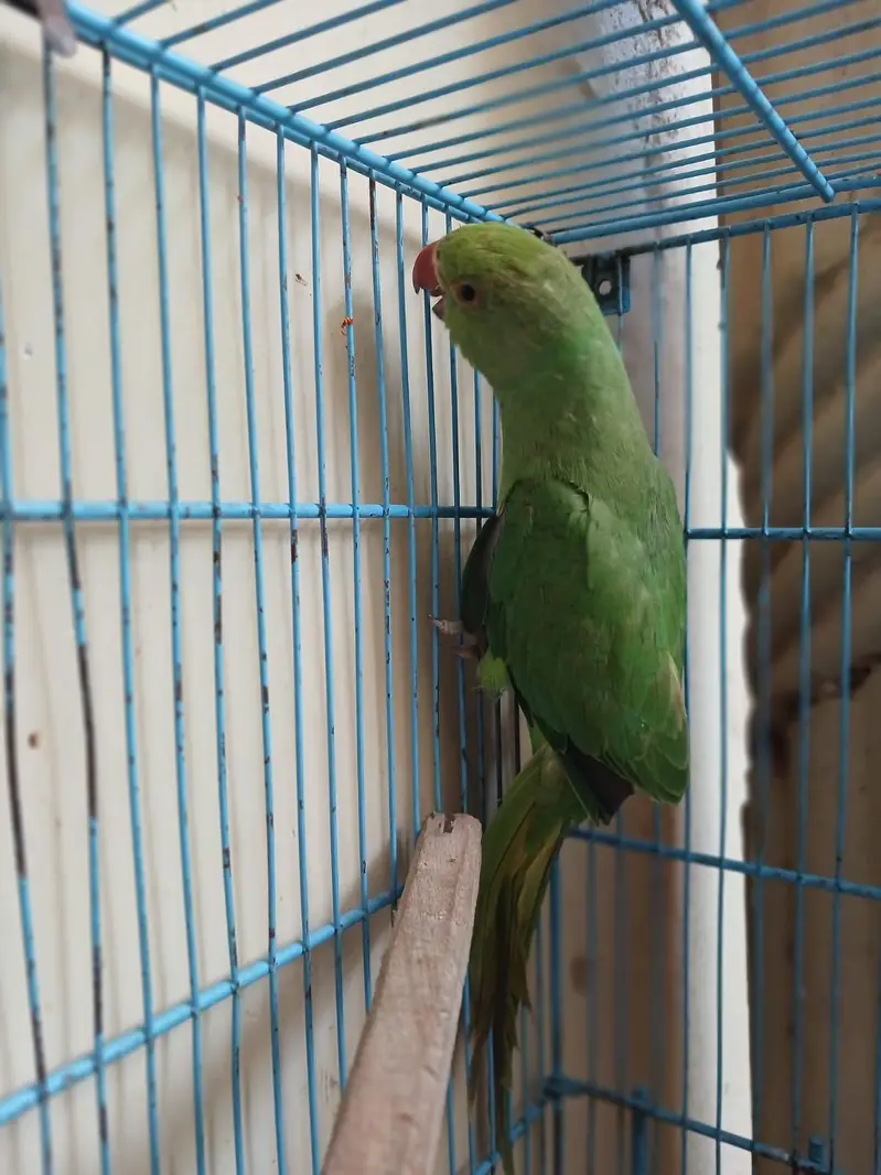 ringneck hand tame friendly talking parrot — photo 4