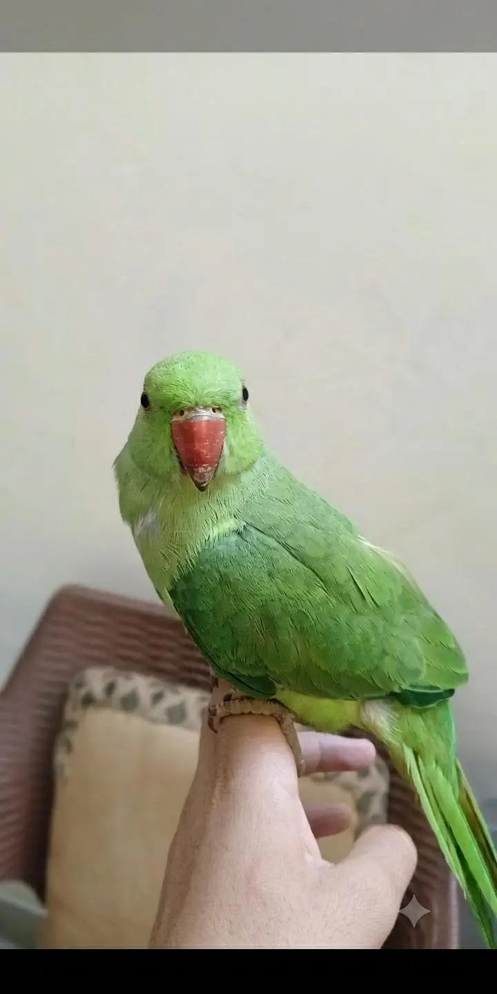 ringneck hand tame friendly talking parrot — photo 5
