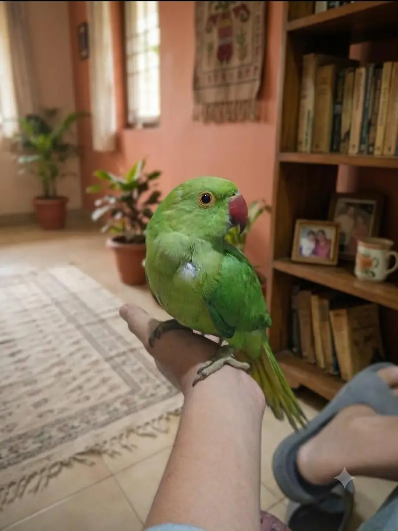 ringneck hand tame friendly talking parrot — photo 6