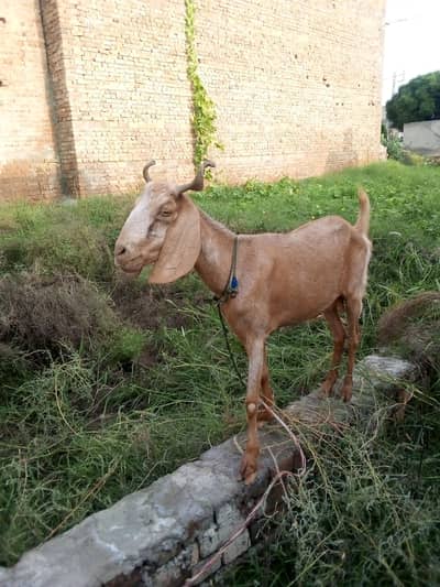 bakri for sale in Mianwali CONTACT:03059242793