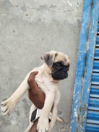 Top Notch Quality Pug Puppies Non pedigree