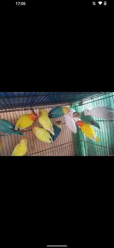 love bird and budgie and ringack mall