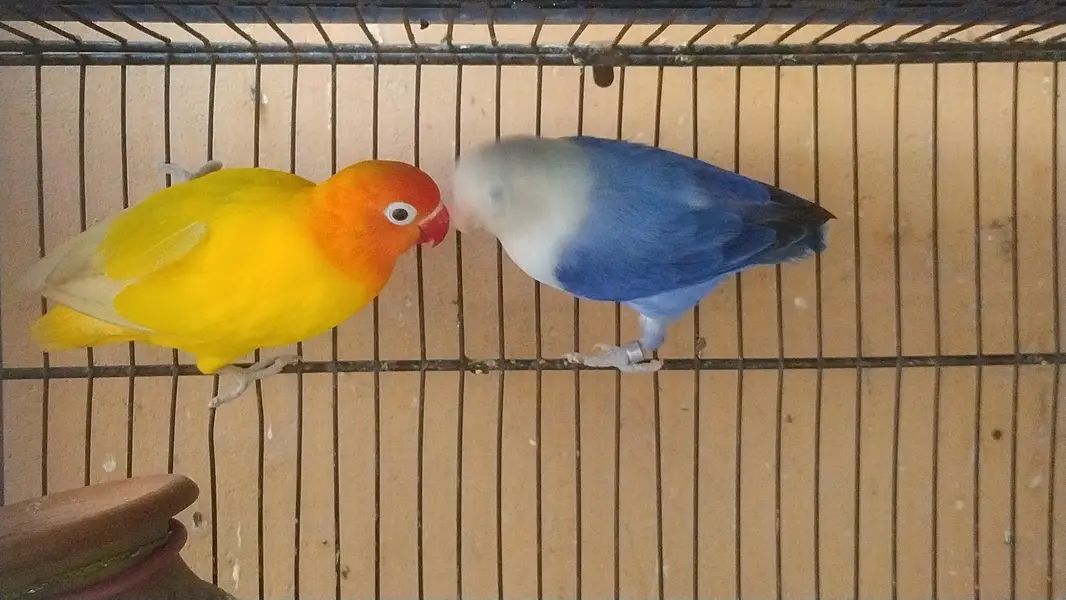 love bird and budgie and ringack mall — photo 2