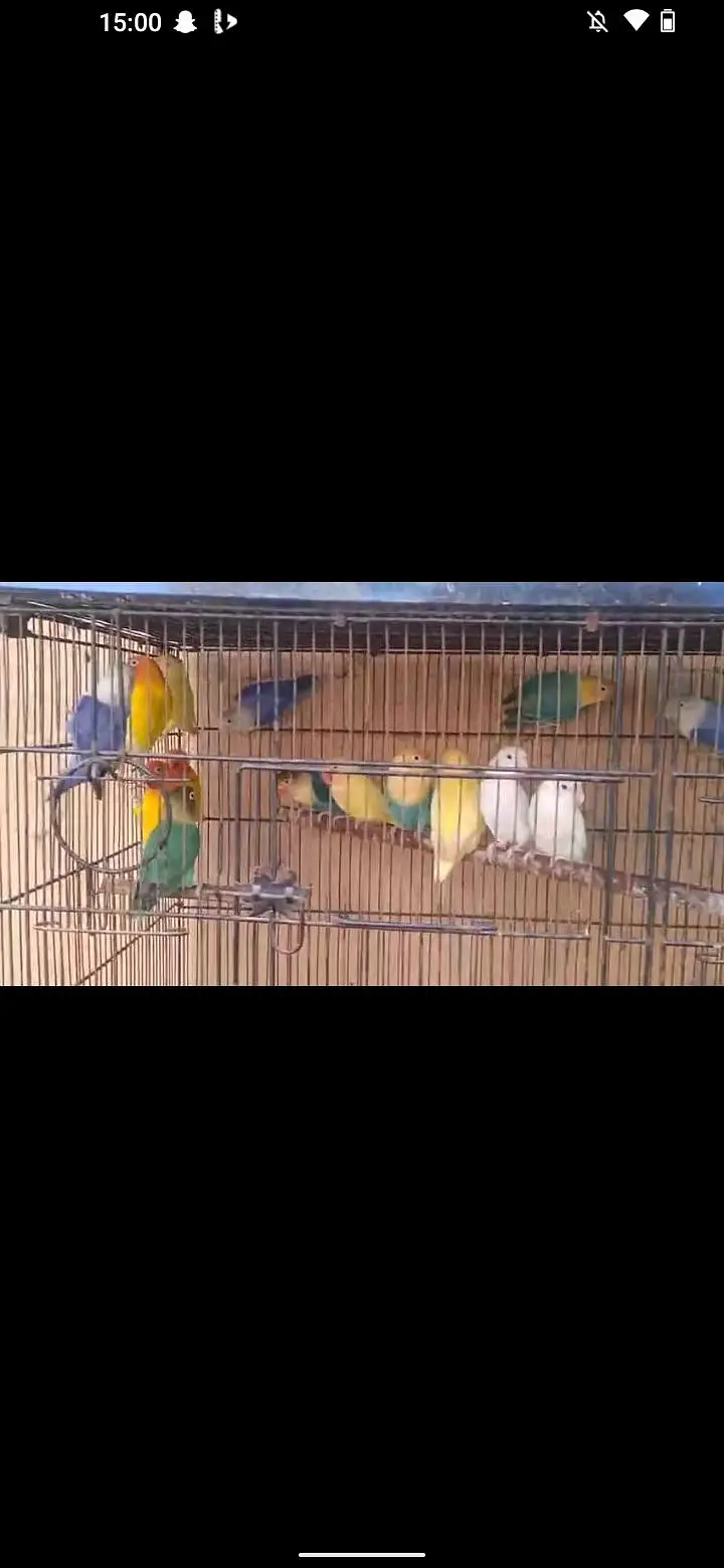 love bird and budgie and ringack mall — photo 3