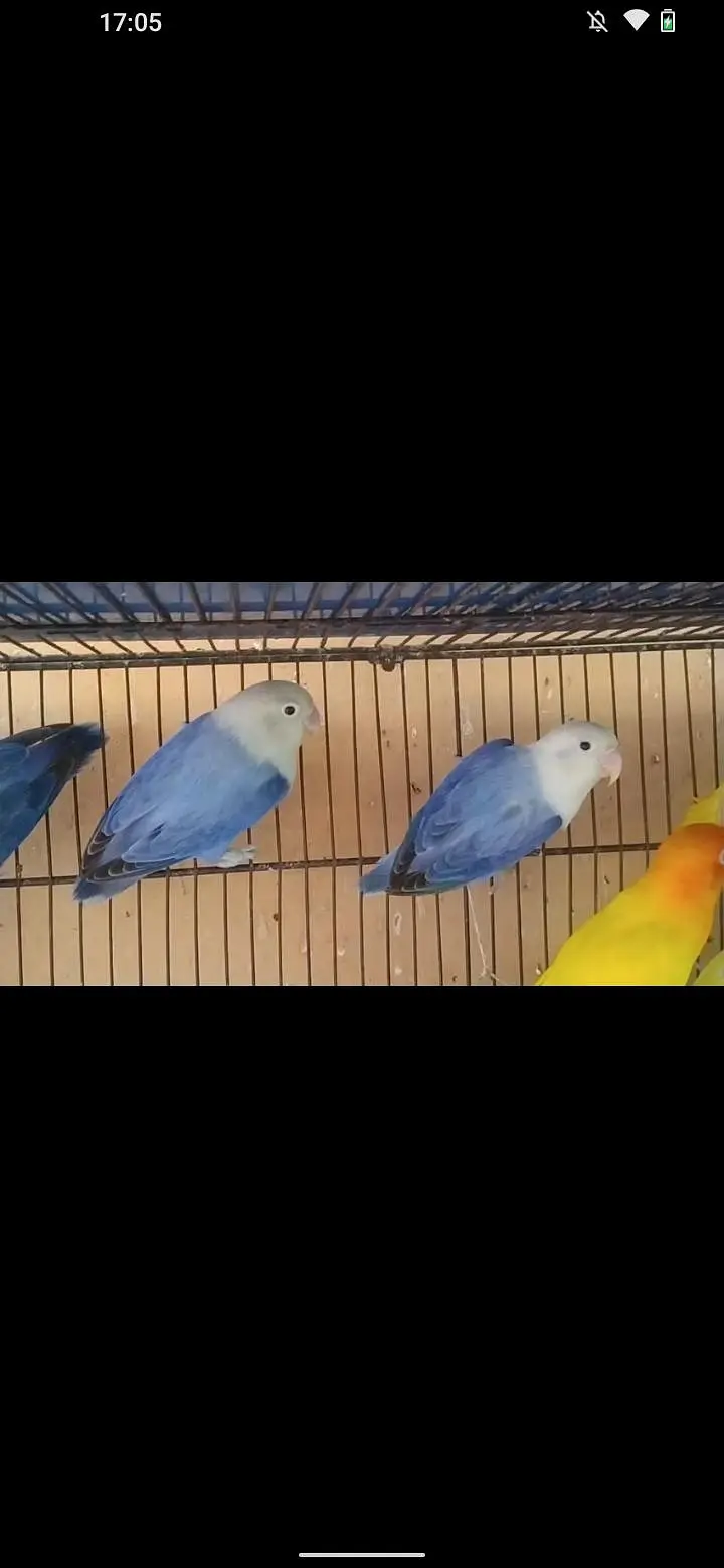 love bird and budgie and ringack mall — photo 4