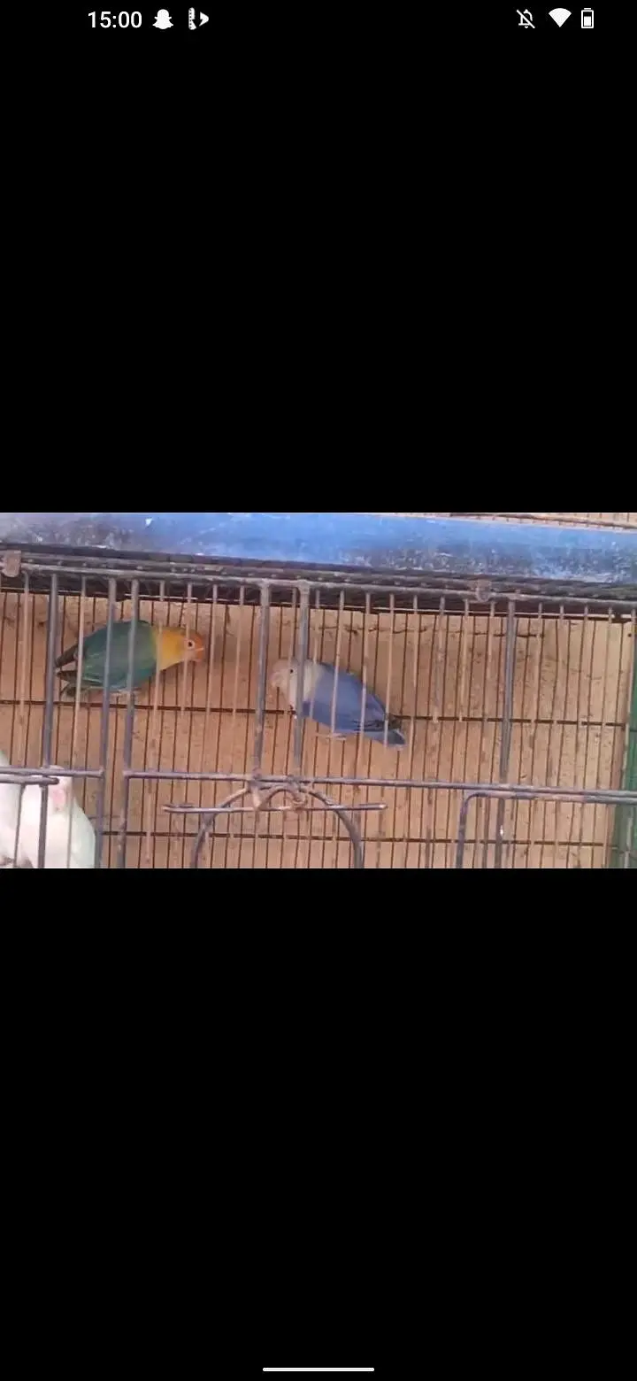 love bird and budgie and ringack mall — photo 5