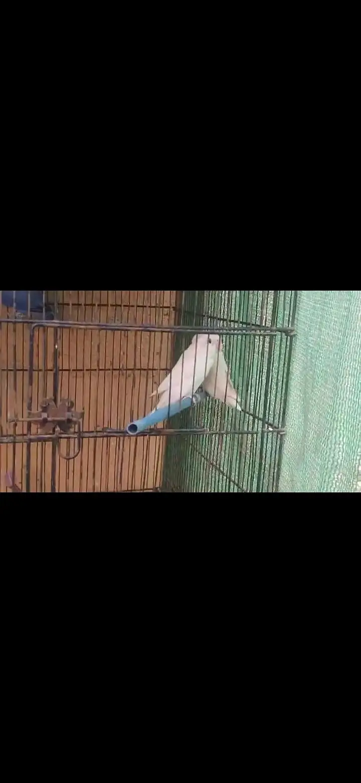 love bird and budgie and ringack mall — photo 9