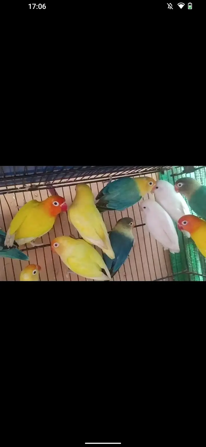 love bird and budgie and ringack mall — photo 10