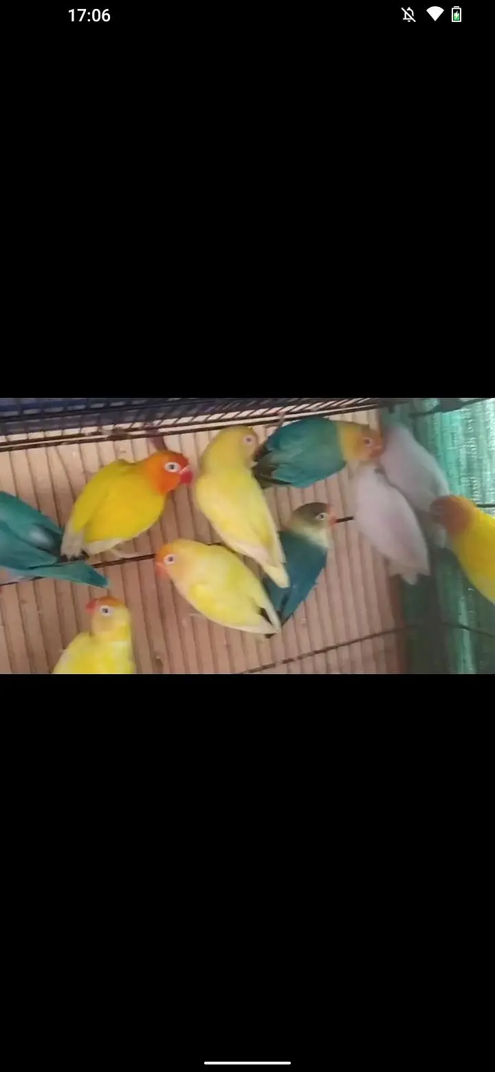 love bird and budgie and ringack mall — photo 11