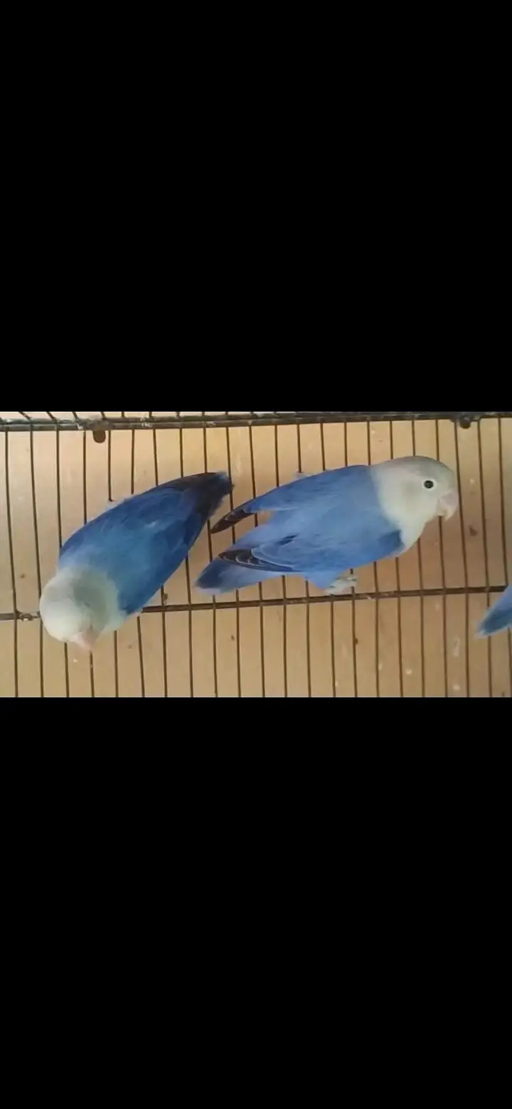 love bird and budgie and ringack mall — photo 12