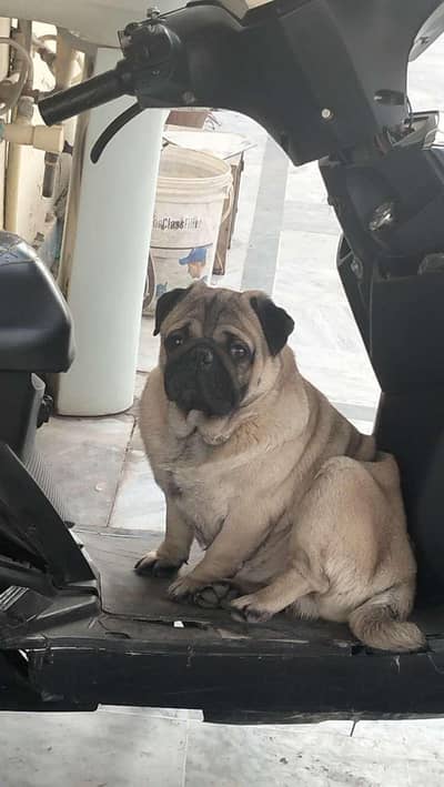 Pug Dog is Up For Sale