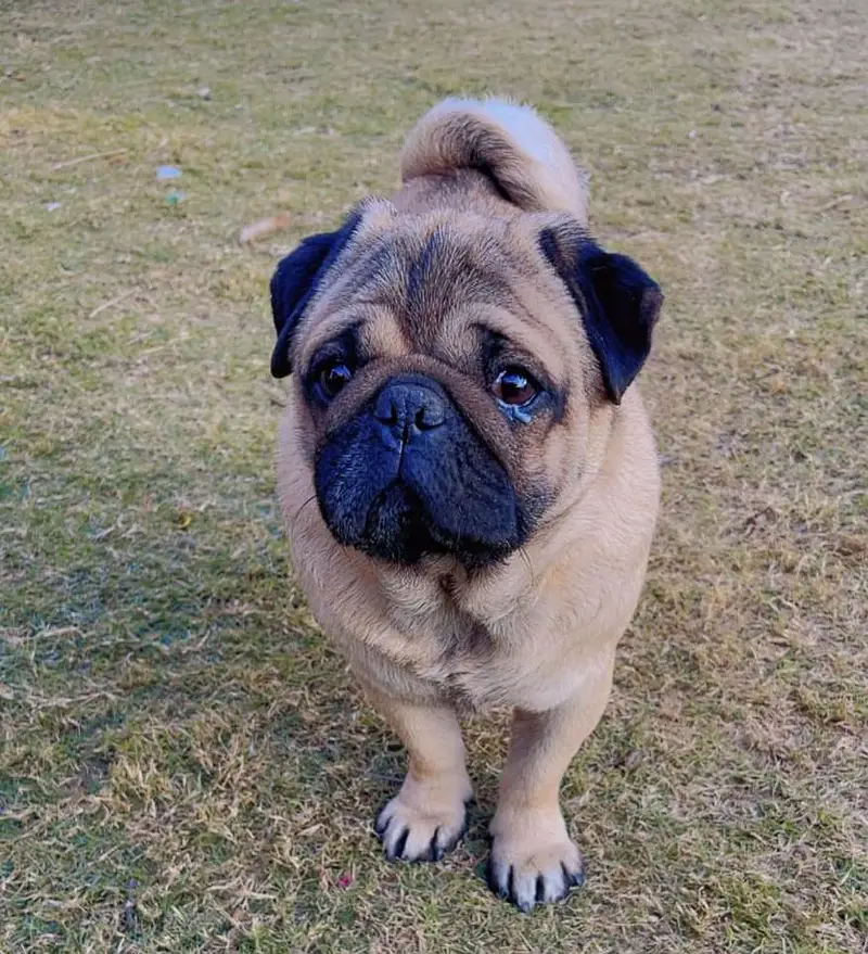 Pug Dog is Up For Sale — photo 2