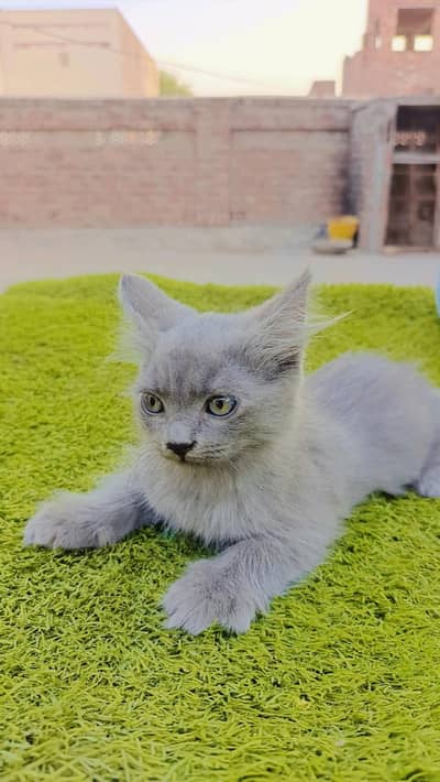 Fancy Gry colour Most Beautiful Baby