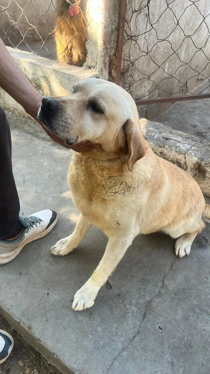 Labrador for sale Army trained — photo 2