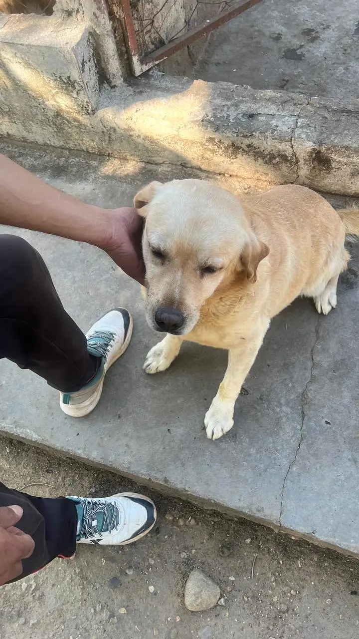Labrador for sale Army trained — photo 3