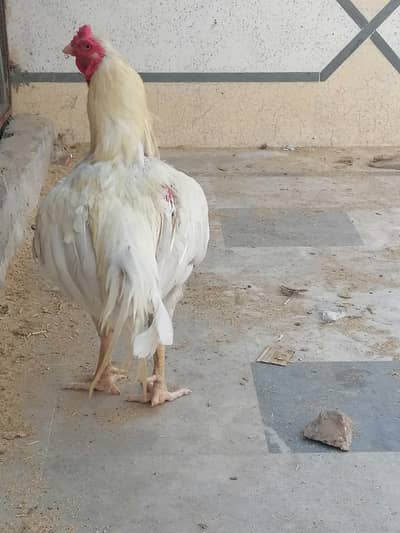 aseel heera breeder active