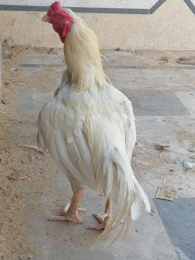 aseel heera breeder active