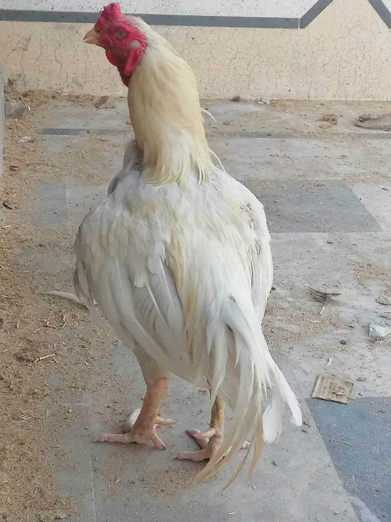 aseel heera breeder active — photo 2