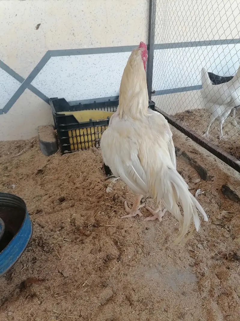 aseel heera breeder active — photo 3