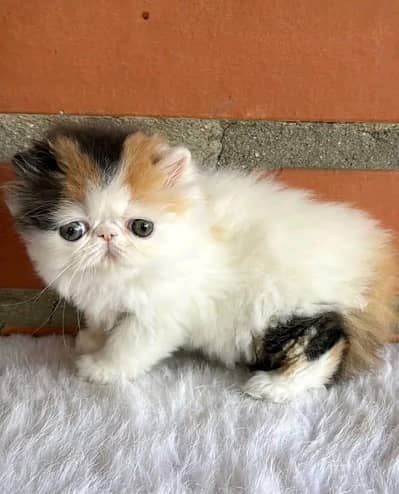Cat | kittens | Persian | 3 Cote | Fluffy WA mesg 0348# 0163 ^⁠_⁠^ 063