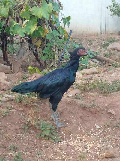 asell hen black colour shini female home bread available in bharakhu