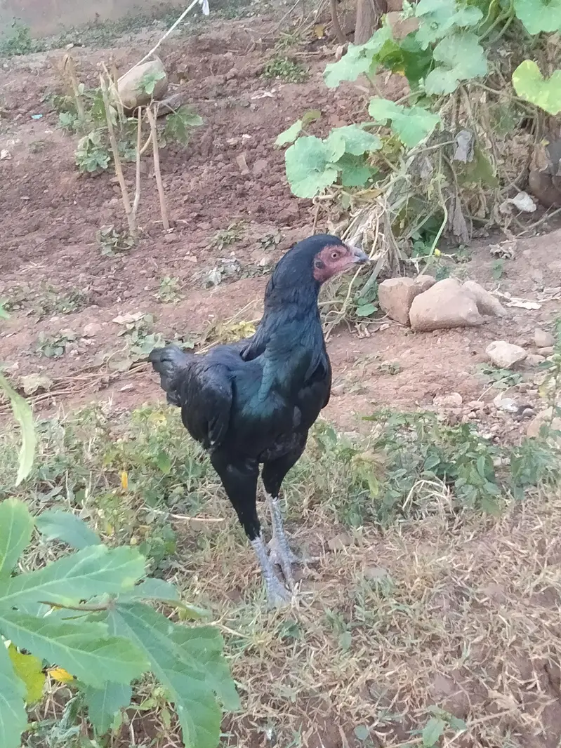asell hen black colour shini female home bread available in bharakhu — photo 2