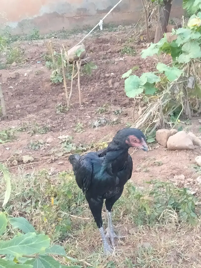 asell hen black colour shini female home bread available in bharakhu — photo 3
